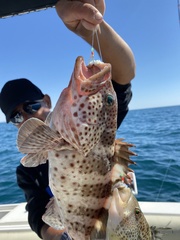 Epinephelus analogus