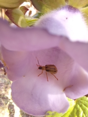Diabrotica boggianii