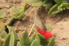 Lerodea eufala eufala