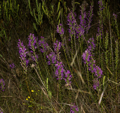 Liatris punctata mucronata