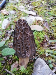 Morchella kakiicolor