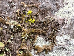 Chrysothrix granulosa