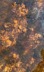 Sarmentypnum exannulatum