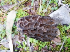 Morchella kakiicolor