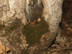 Anacamptodon splachnoides