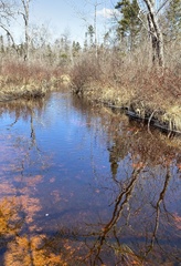 Sarmentypnum exannulatum