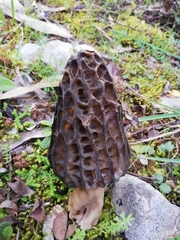 Morchella kakiicolor