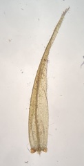 Sarmentypnum exannulatum