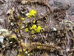 Chrysothrix granulosa