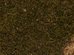 Anacamptodon splachnoides