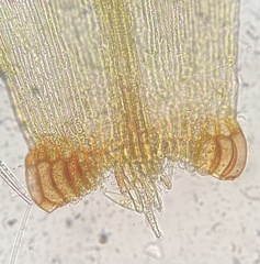 Sarmentypnum exannulatum