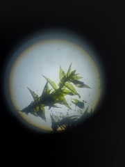 Anacamptodon splachnoides
