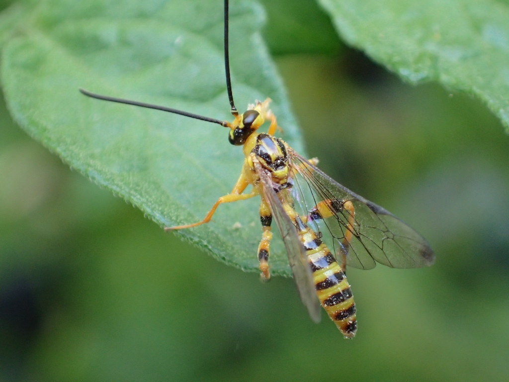 Poecilocryptini
