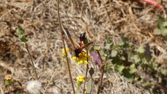 Delta dimidiatipenne