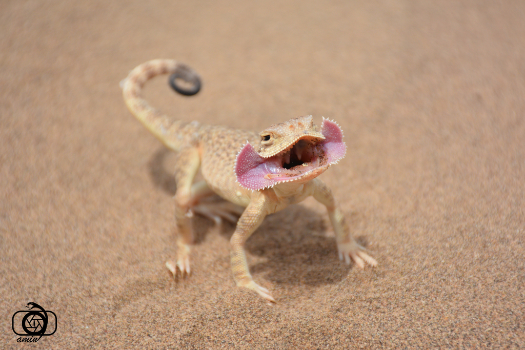 Toad-headed Agama