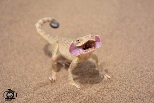 Secret Toadhead Agama