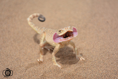 Secret Toadhead Agama photo 5