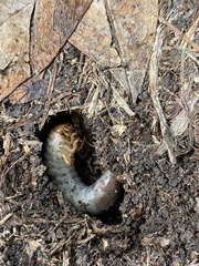 Dynastes tityus