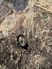 Dynastes tityus