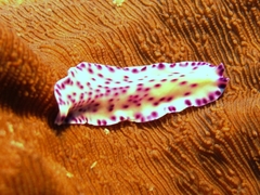 Pseudoceros laingensis