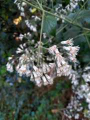 Peteravenia schultzii