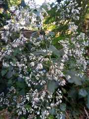 Peteravenia schultzii