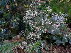 Peteravenia schultzii