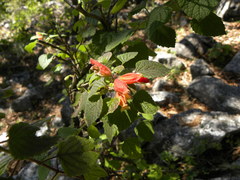Salvia regla