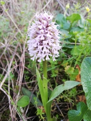 Neotinea conica