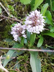 Neotinea conica
