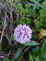 Neotinea conica