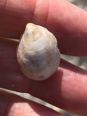 Crepidula convexa