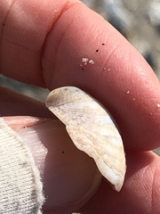 Crepidula convexa