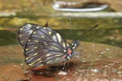 Catasticta ctemene rubricata