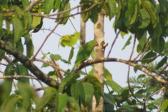 Brotogeris sanctithomae