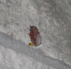 Phyllodesma occidentis