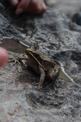 Lithobates sierramadrensis
