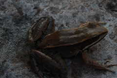 Lithobates sierramadrensis