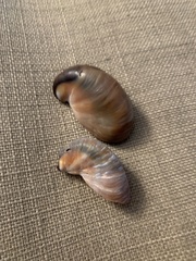 Crepidula onyx