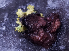 Vulpicida canadensis