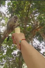 Saimiri cassiquiarensis