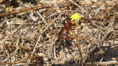 Delta dimidiatipenne