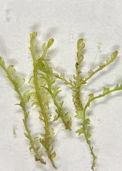 Odontoschisma fluitans