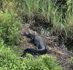 Alligator mississippiensis