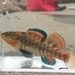 Rainbow Darter - Photo (c) Robert Lamb, some rights reserved (CC BY-NC), uploaded by Robert Lamb