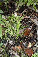 Pterostylis irsoniana