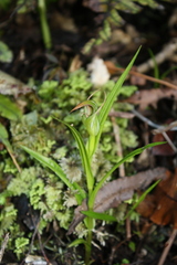Pterostylis irsoniana