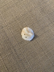 Crepipatella lingulata