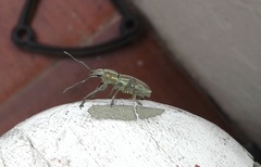 Naupactus xanthographus