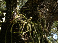 Aporocactus flagelliformis